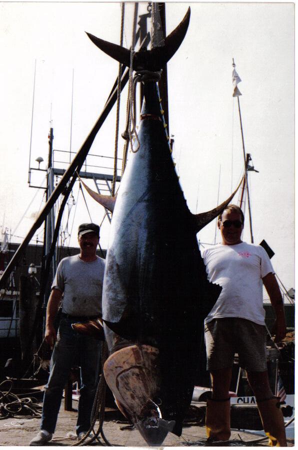 Blue Finned Tuna