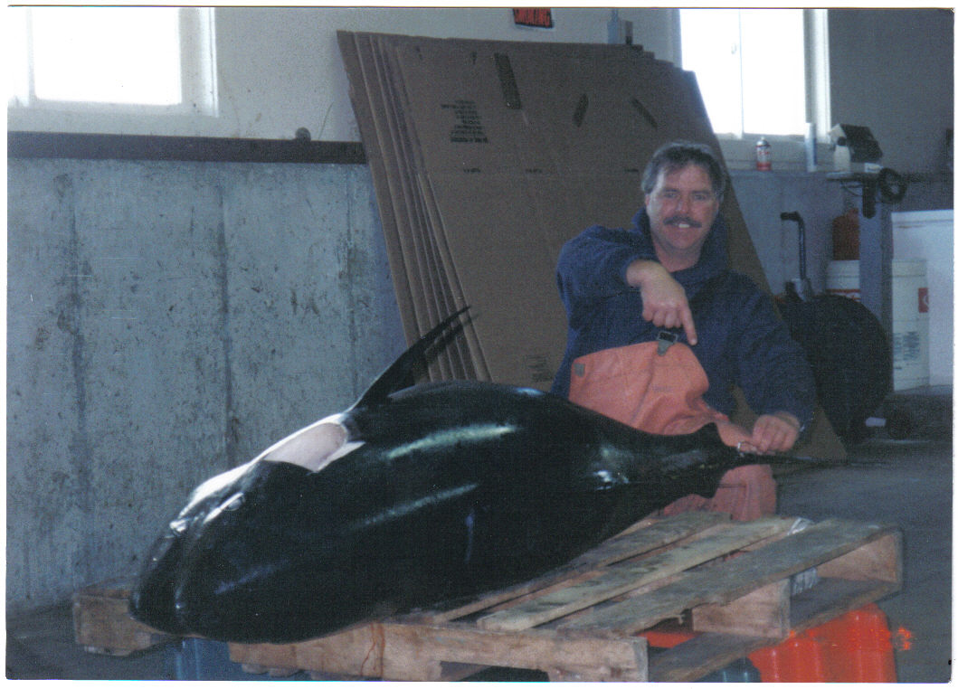 BAIT FOR GIANT BLUEFIN TUNA  Hunting and Fishing New England